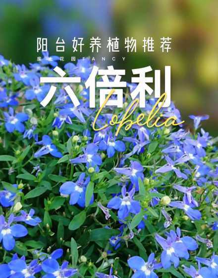 六倍利为什么叫六倍利 六倍利花的风水寓意和摆放位置