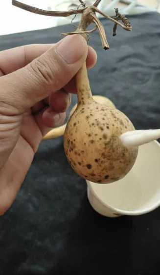 葫芦泡水里为什么不烂 怎么让摘下来的葫芦不腐烂
