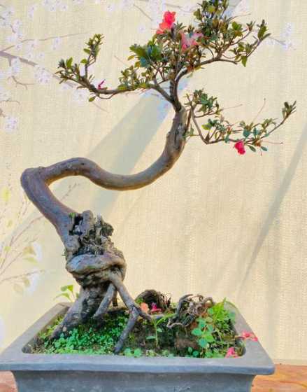 杜鹃盆景冬天怎么管理 冬季盆景植物怎么养