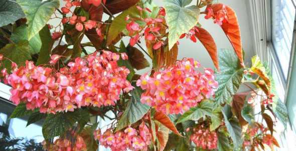 竹节秋海棠怎么不开花 竹节秋海棠怎么养