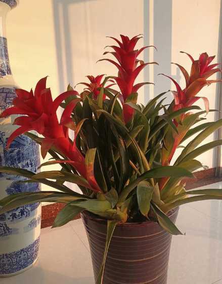 小菠萝花的别名是什么 菠萝的花语和历史