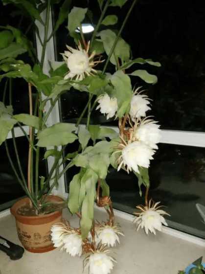 昙花怎么养才能长得快 昙花盆栽养植方法