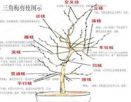 怎么让三角梅长成树形 三角梅长成树了怎么办