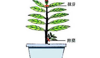 栀子什么时候可以剪枝 栀子花什么时候剪枝最好