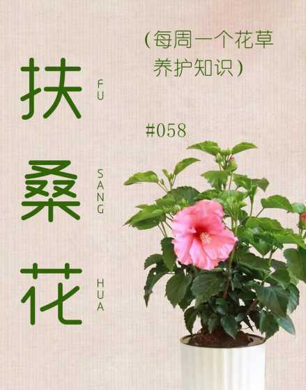 扶桑花怎么样才能养好 扶桑花的养殖方法