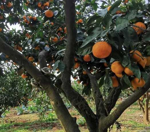 私家花园种什么果树好 私家花园要在哪五种果树