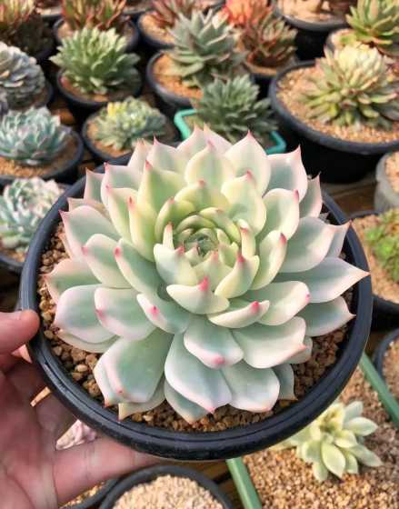 吉娃娃多肉为什么开花 吉娃莲什么时候开花,吉娃娃多肉开花
