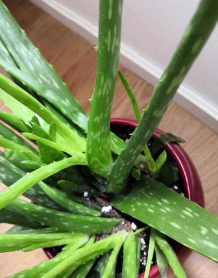 芦荟浇水多了怎么挽救 芦荟浇水过多了该怎么办