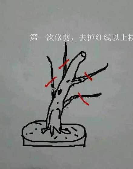 盆景剪枝切口怎么处理 马尾松盆景修剪常见问题