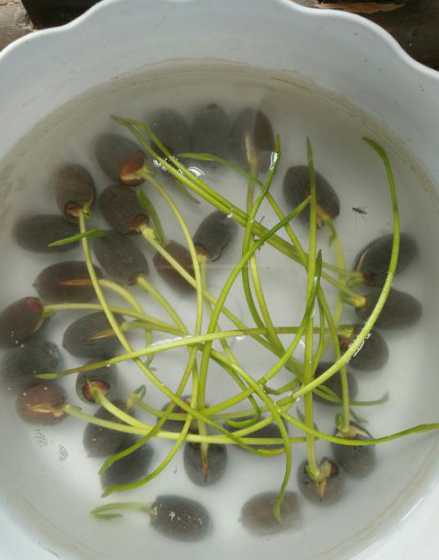 碗莲发芽为什么有粘液 碗莲发芽后要怎么养发芽后咋感觉那水有臭味要怎么办
