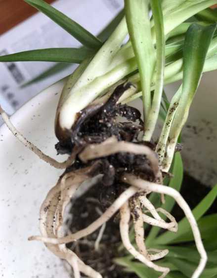 珍珠吊兰烂根怎么处理 珍珠吊兰烂根怎么办(佛珠吊兰烂根怎么补救)