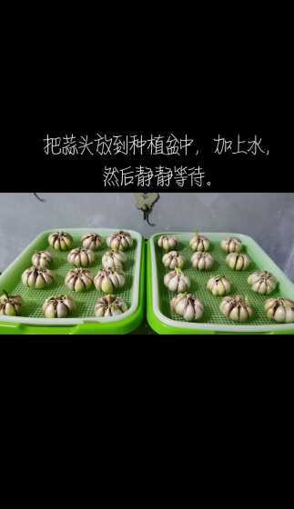 水培蒜苗用什么大蒜好 水培养大蒜怎么种