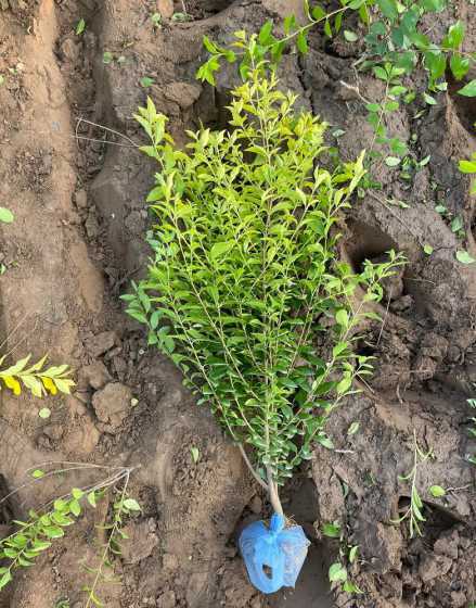 金叶女贞每平米多少株 红叶石楠种植一般多少一平方多少颗
