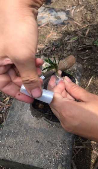 罗汉松用什么砧木嫁接 黄杨嫁接用罗汉松砧木可以吗