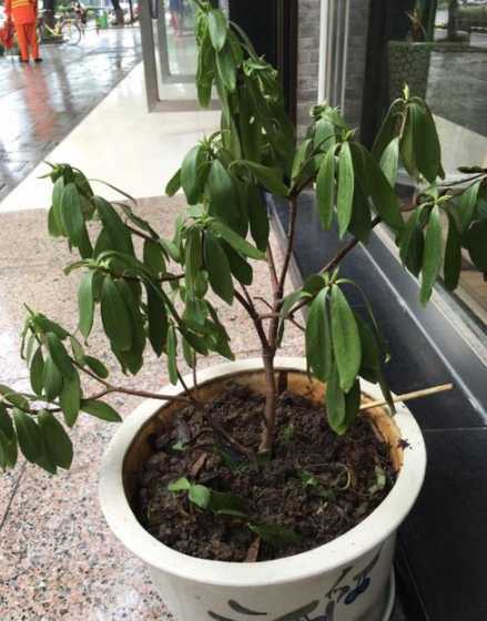 瑞香花烂根后怎么处理 瑞香花怎么养殖及注意事项