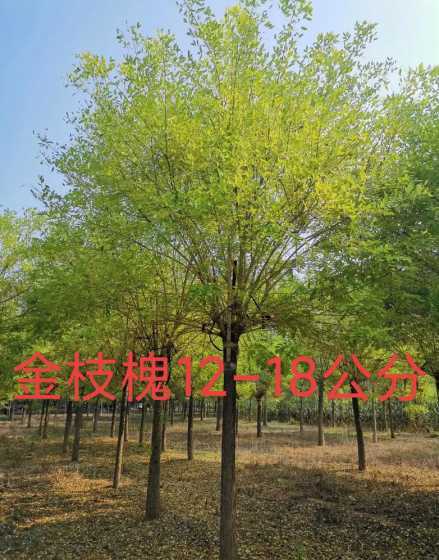 金枝槐金叶槐销量如何 金叶槐和金枝槐的区别
