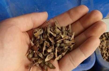 红枫种子什么时间播种 什么时候种植红枫最好