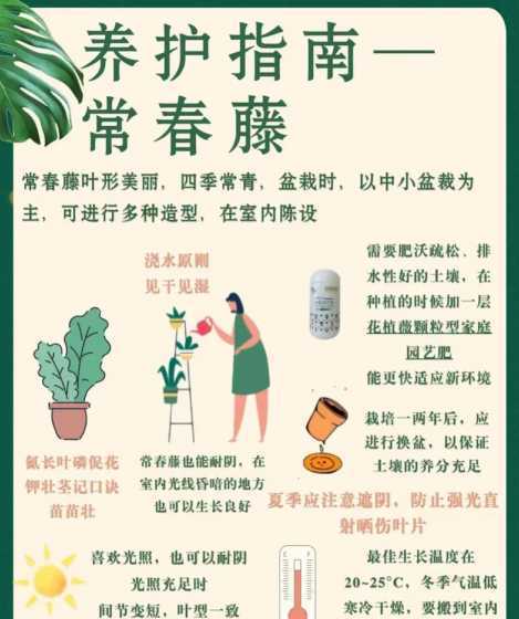 常春藤为什么不能浇水 常春藤怎么浇水,常春藤多久浇一次水