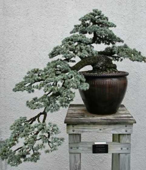 盆景做的雪景什么材料 做儿童玩具的属于什么行业类别