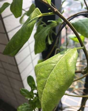 牵牛花为什么叶子黄了 牵牛花叶子发黄怎么办
