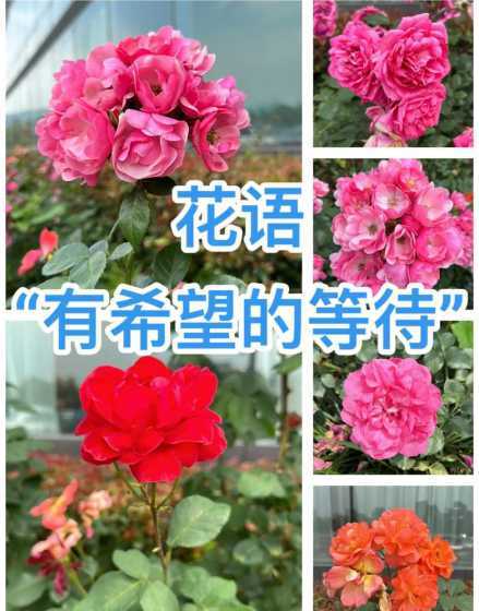 月季耐心的花语是什么 月季花的花语是什么