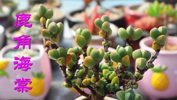鹿角海棠什么时候浇水 鹿角海棠什么时候开花