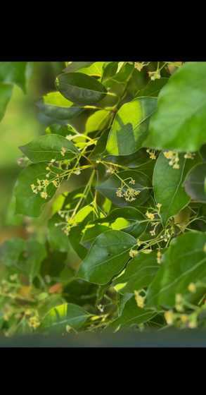 香樟树的花有哪些特点 香樟树花的形态是什么