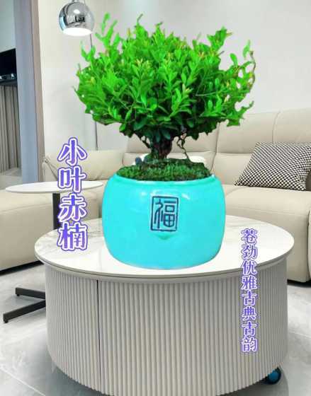 夏季客厅养什么盆栽好 家阳台种什么植物旺财