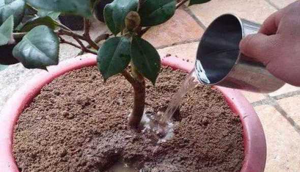 冬天茶花栽上怎么浇水 冬天茶花怎么浇水(冬天茶花怎么浇水最好)