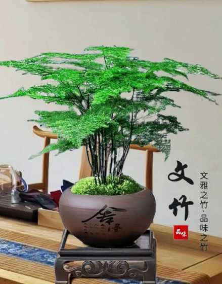 文竹盆景夏天怎么浇水 盆栽竹子几天浇一次水