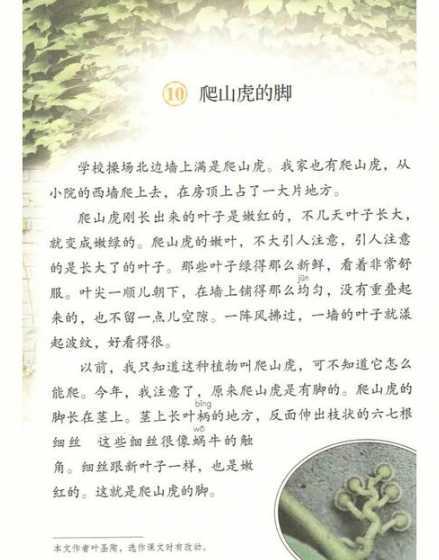 爬山虎为什么不向上爬 爬山虎为什么会爬墙它的脚会动么
