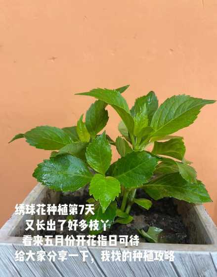 绣球鲜花怎么种土里 绣球花怎么在花瓶里养