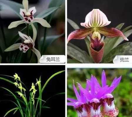 翡翠香兰属于什么兰花 香兰花怎么养殖(小香兰的养殖方法讲解)