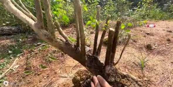 下山桩土太湿怎么处理 下山桩怎么养活