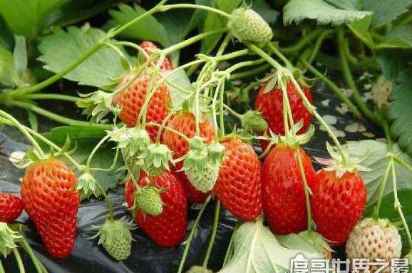 1月什么草莓出来现在 1月份草莓能吃吗