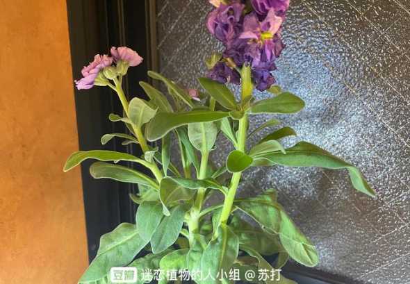 紫罗兰叶子软了怎么办 紫罗兰叶子卷曲原因与处理方法