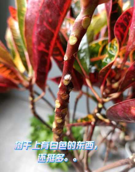 为什么变叶木老掉叶子 变叶木掉叶子怎么救(变叶木掉叶原因及解决方法)