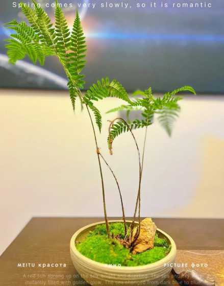盆景上的青苔怎么处理 怎么养青苔啊