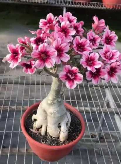沙漠玫瑰什么时候繁殖 沙漠玫瑰怎样扦插繁殖