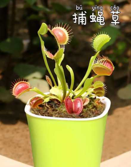 捕蝇草为什么没有果实 食蝇草怎么繁殖