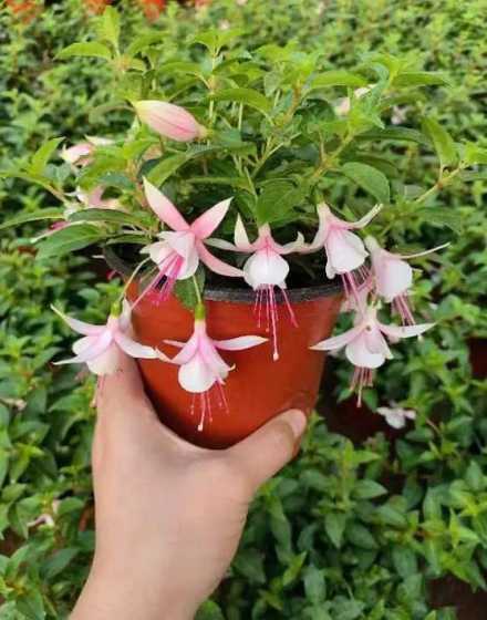 灯笼花怎么养怎么繁殖 灯笼花怎么繁殖
