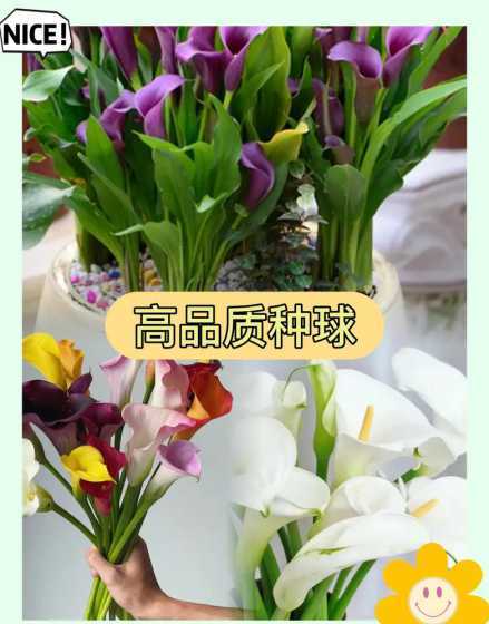 彩色马蹄莲为什么不长 种植的彩色马蹄莲的叶子不舒展是什么原因