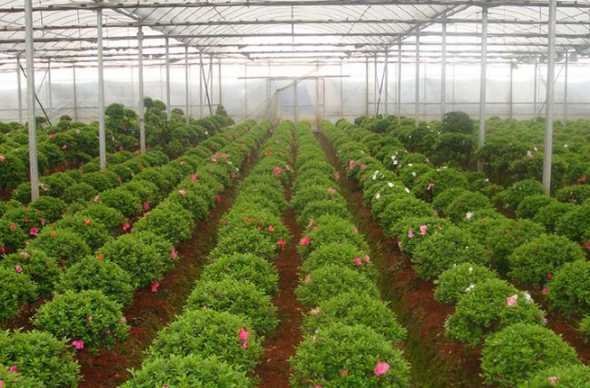 苗圃种植需要注意什么 种树需要注意些什么种完后期如何养护