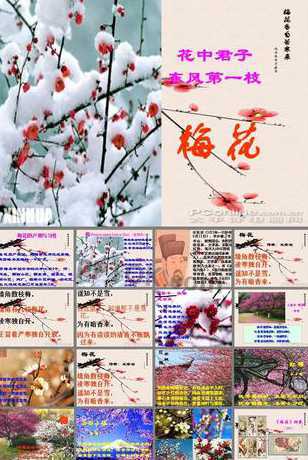 梅花的文化意义是什么 梅花的寓意是什么