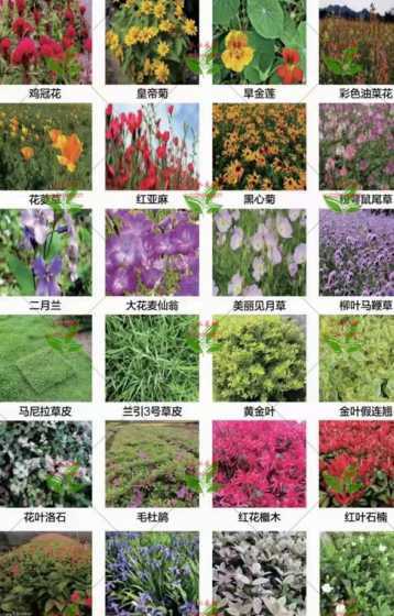 各种草籽什么季节种植 草籽怎么种适合什么时候种植