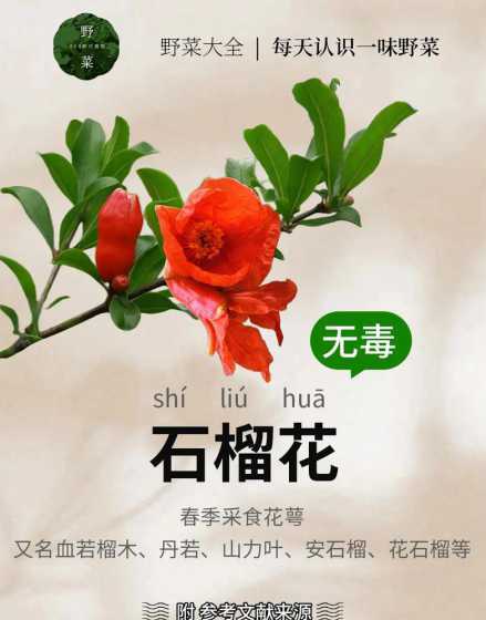 石榴花很多是因为什么 石榴花很多从什么什么等词可以看出什么