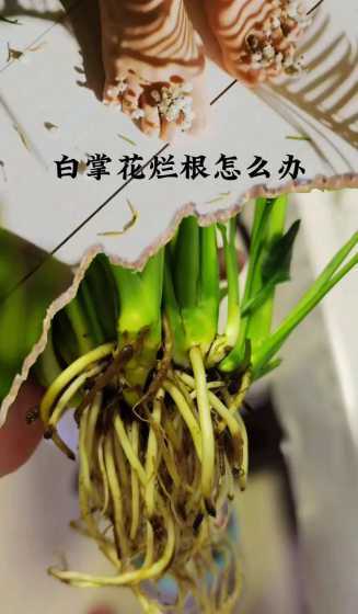 白掌叶尖烂了怎么处理 土培白掌烂根怎么补救救活