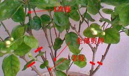 茉莉春季剪枝后怎么养 茉莉花春天需要剪枝吗春天还需要什么养护