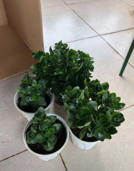 为什么你养的花不开花 养花不开花的原因是什么怎么养花呢