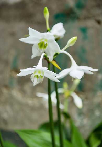 南美水仙的花语是什么 南美水仙花寓意是什么意思